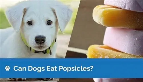 Itlar popsicle yeyishi mumkinmi? Sog'lom veterinar tomonidan tasdiqlangan retsept g'oyalari