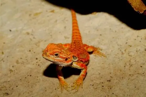 Dragón barbudo naranja en la arena