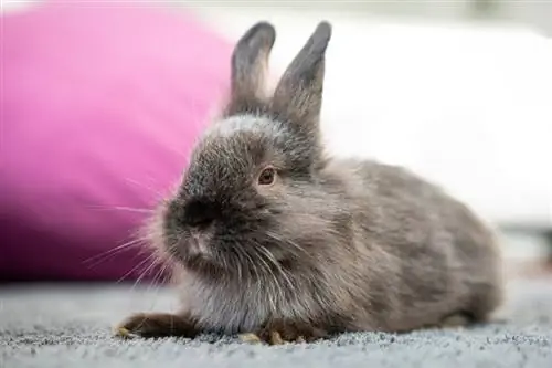 Nima uchun quyonimda diareya bor: veterinar tomonidan tasdiqlangan sabablar & Davolash usullari