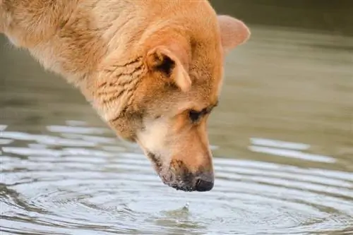 Bisakah Anjing Mencium Air? Apa Sains Memberitahu Kita