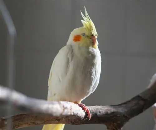 Bagaimana Cockatiel Tidur? 3 Kedudukan Rehat Biasa