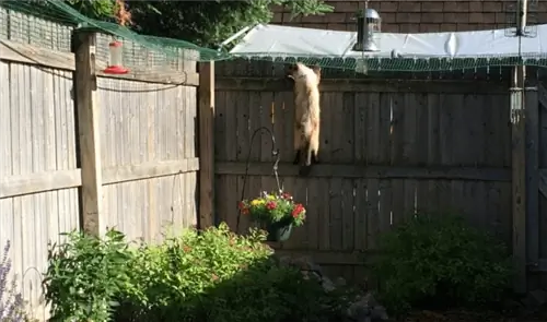 Cat Containment Fence-systeem voor buiten _ Cat (& Pet) Yard Pen.