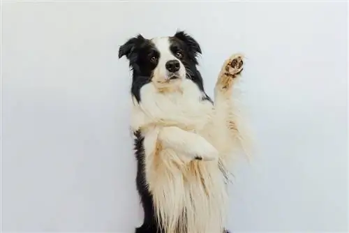 Border Collie, der auf die Pfote verzichtet