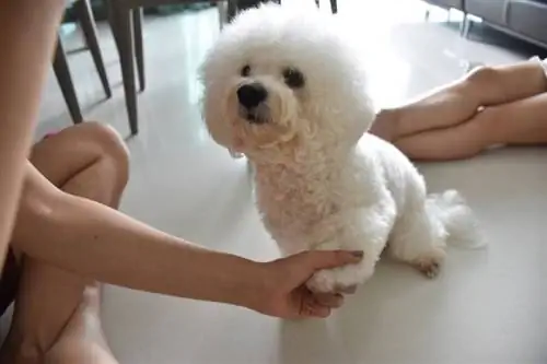 anjing bichon frize muda sedang dilatih oleh pemiliknya