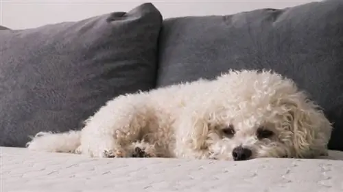 Weißer Bichon Frise auf dem Bett