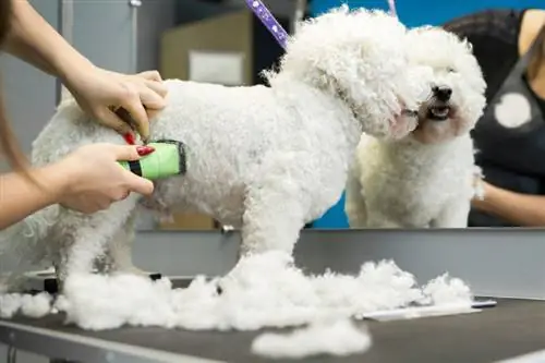 Groomer trimmaa Bichon Frise -koiraa