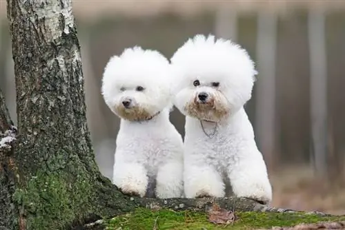 Bichon Frize Pros & العيوب: ما يجب مراعاته قبل إحضار منزل واحد