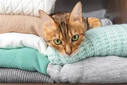 Bengalkatze liegt auf Strickpullovern im Schrank