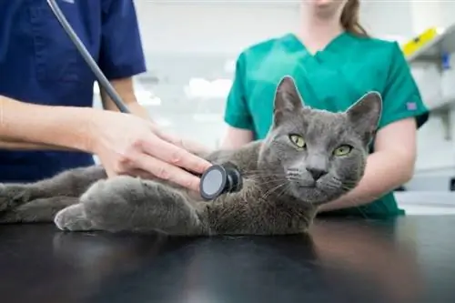 Nebelung-Katze in der Tierklinik