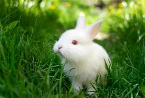 White Vienna Rabbit: Fakta, pleje, sundhed & Billeder