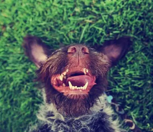 35 piadas de cachorro para crianças: diversão saudável para toda a família