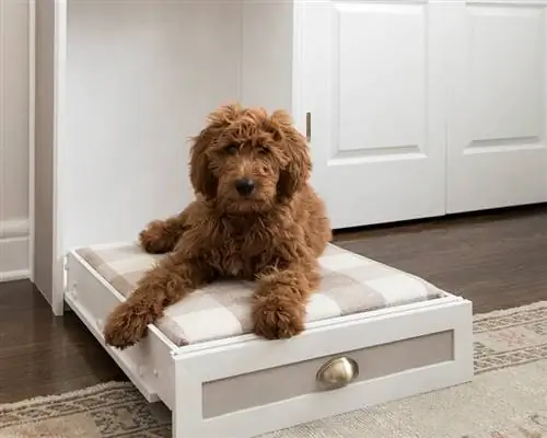 Cama de perro elevada de bricolaje