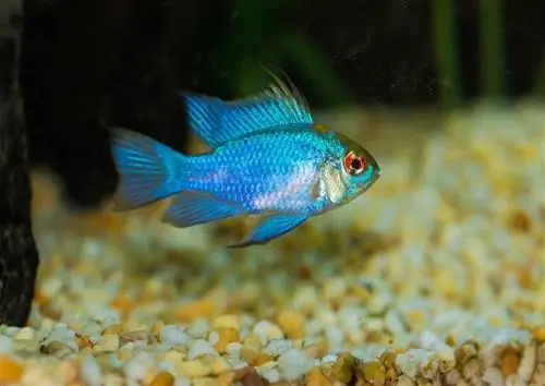 sähkösininen pässi cichlid