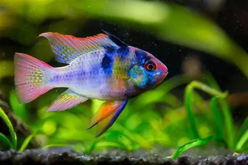 German Blue Ram Cichlid: Panduan Perawatan, Gambar, Perilaku, Masa Hidup & Lainnya