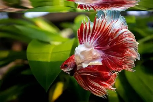 czerwona betta ryba