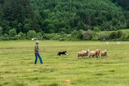 Commandes de chiens de berger : 15 mots clés qu'ils devraient connaître