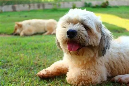 Câine Lhasa Apso