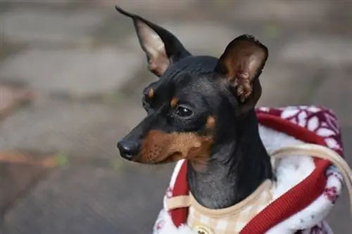 1 Miniatűr pinscher