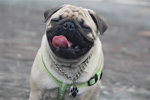 pug