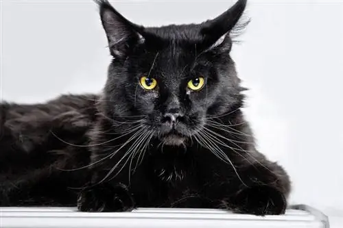 schwarze Maine-Coon-Katze