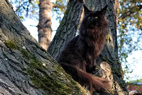 Μαύρη γάτα Maine Coon: Προσωπικότητα, Εικόνες, Χρώμα & Γεγονότα