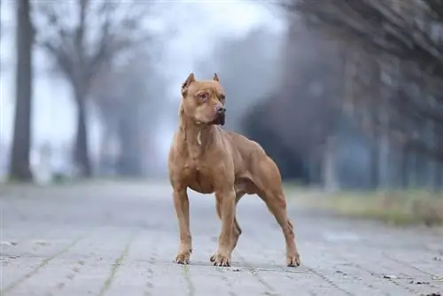 pitbull hond wat buite staan