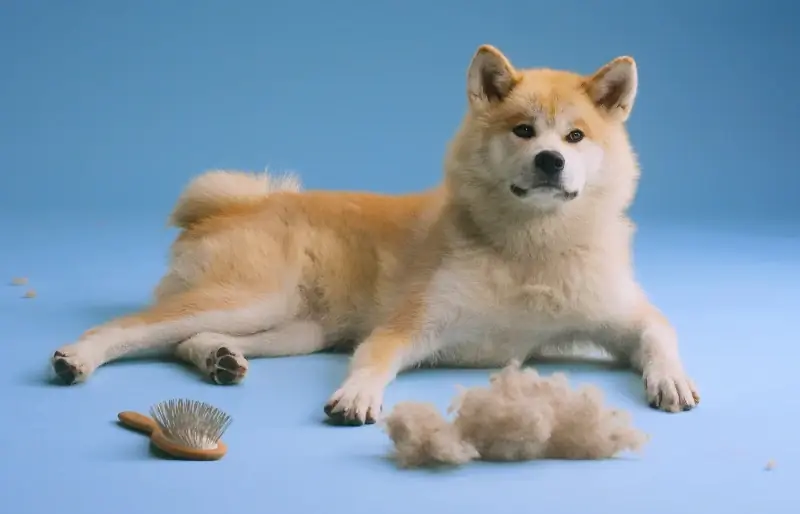 japonská akita inu šteňa pózuje s kefou a prebytočnou srsťou alebo vypadávaním vlasov