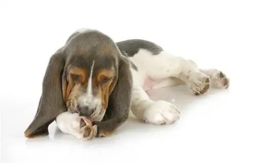 cachorro basset hound lambendo as patas