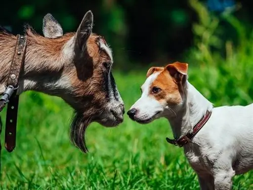 Куче и goat_gorb andrii_shutterstock