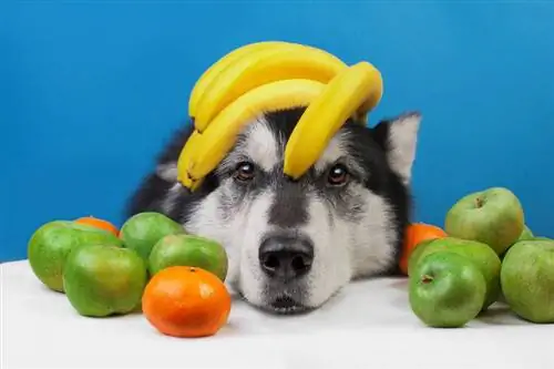 10 fruits que les chiens peuvent manger en toute sécurité (avec photos)