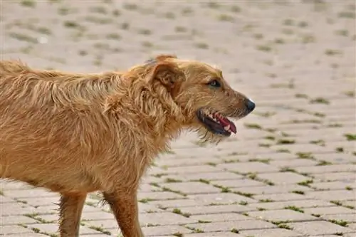 perro caminando en el pavimento de piedra