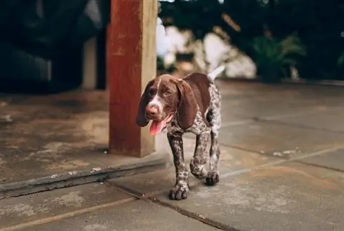 Hvorfor går hunden min i tempo? Grunner & Hva du skal gjøre