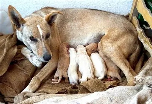 Cretan Hound met haar pasgebore babas_peter maerky_shutterstock