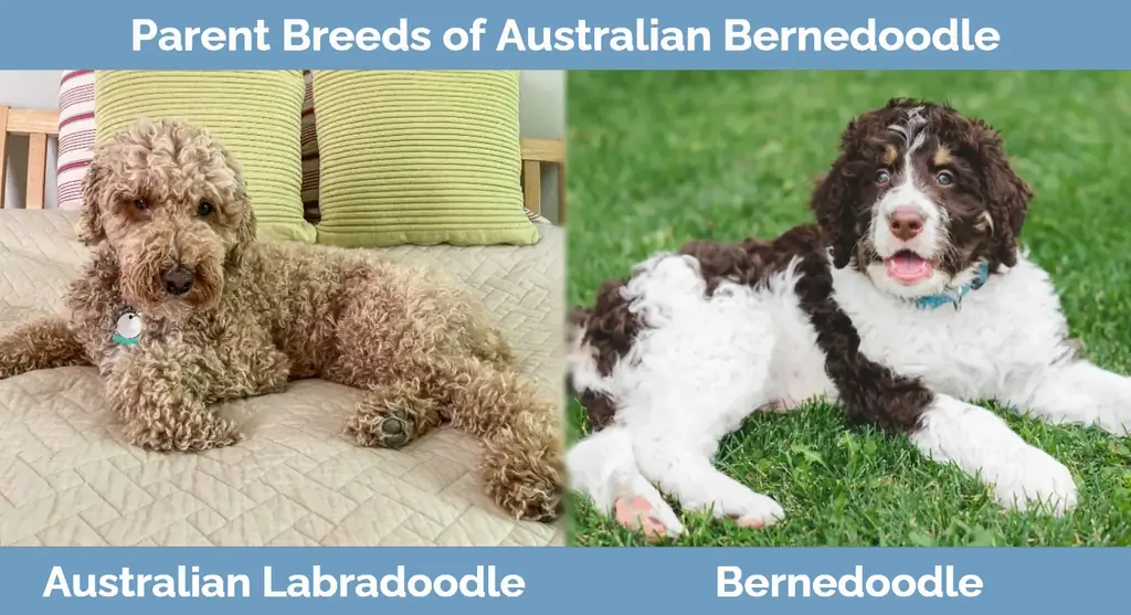 Razas parentales de Bernedoodle australiano