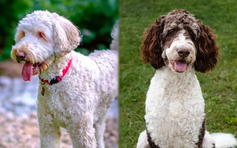 Bernedoodle australiano: información de la raza, imágenes & Rasgos