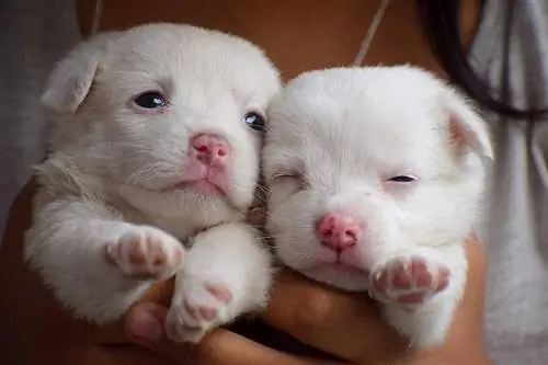 cachorros blancos