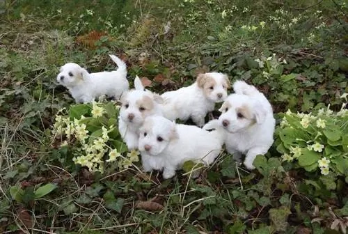 Këlyshët Coton de Tulear