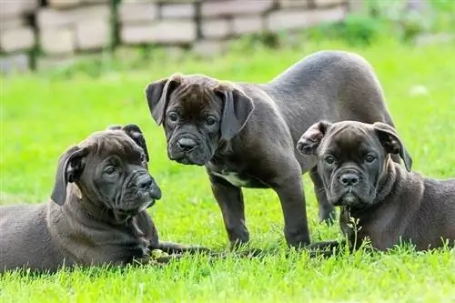 cachorros bulldog