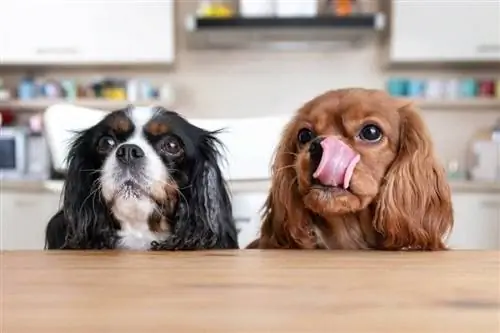 Dos perros sentados detrás de la mesa de la cocina_Fotyma_shutterstock