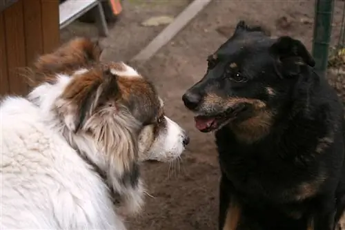 dos perros se encuentran