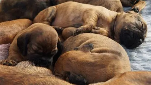 camada de cachorros hanovarianos