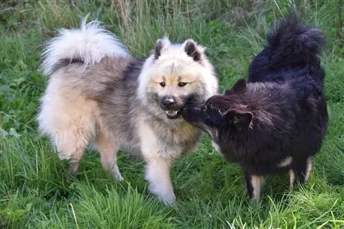 Itingizni birinchi marta qanday o'rgatish kerak (veterinar tomonidan ko'rib chiqilgan boshlanuvchilar uchun qo'llanma)