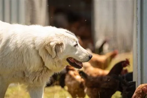 10 razas de perros que se llevan bien con las gallinas