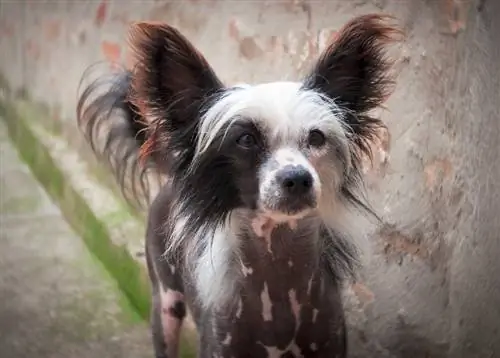 Çin tepeli köpek sokaklarda