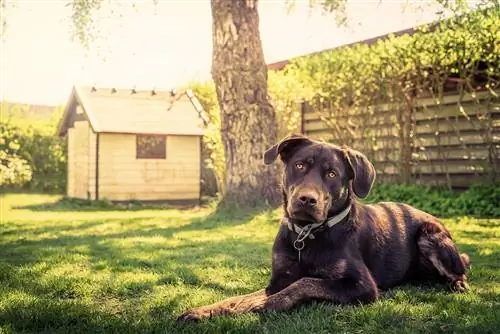 hund og hundehus under solen