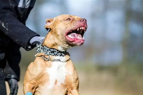 Entrenament de gossos pitbull terrier agressiu