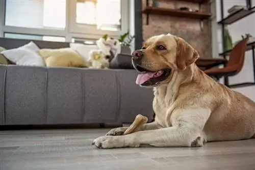 Snaakse hond eet aptytwekkende lekkerny_olena yakobchuk_shutterstock