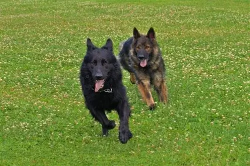 Zwei Deutsche Schäferhunde laufen auf einem Feld