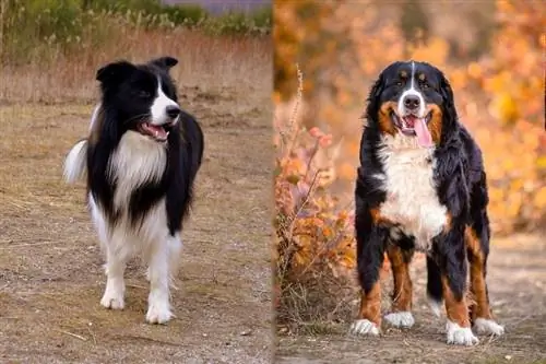 Bordernese (Border Collie & Mješanac bernskog planinskog psa): informacije, slike, karakteristike & činjenice