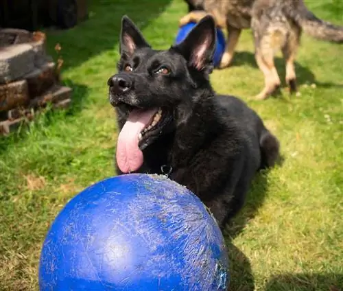 sort schæferhund med bold